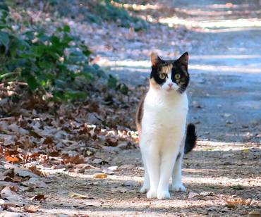 Streunerkatzen – Kastrationsprojekt